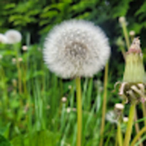 Meet your Posher, Shirley